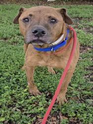 Shelter Stray Male Dog last seen Near BLOCK NW 93 AV, SUNRISE FL 33351, 2400 SW 42nd St, Fort Lauderdale, FL 33312, USA