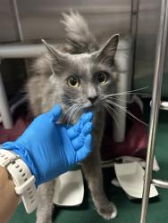 Shelter Stray Female Cat last seen Near BLOCK BROADWAY, 1590 Fortmann Way, Alameda, CA 94501, USA