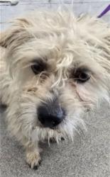Shelter Stray Male Dog last seen Near BLOCK N LOCUST AVE, 333 Chandler Pl, San Bernardino, CA 92408, USA