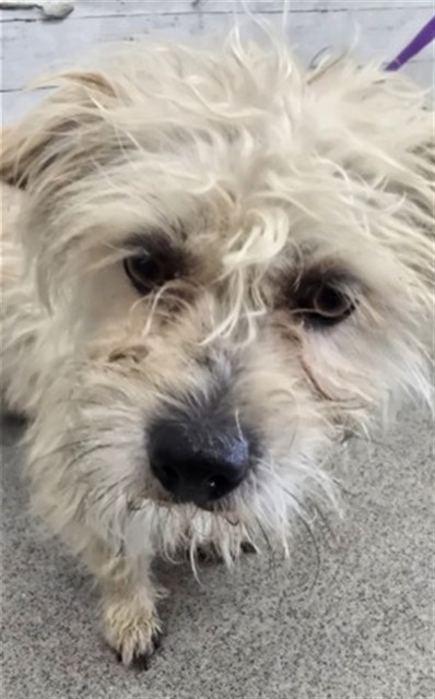 Shelter Stray Male Dog last seen Near BLOCK N LOCUST AVE, 333 Chandler Pl, San Bernardino, CA 92408, USA
