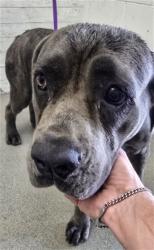 Shelter Stray Female Dog last seen BANANA/CHERRY, 333 Chandler Pl, San Bernardino, CA 92408, USA