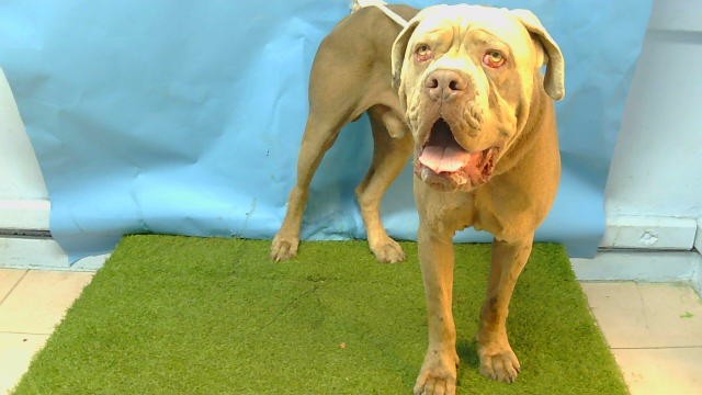 Shelter Stray Male Dog last seen , 216 W Victoria St, Gardena, CA 90248, USA