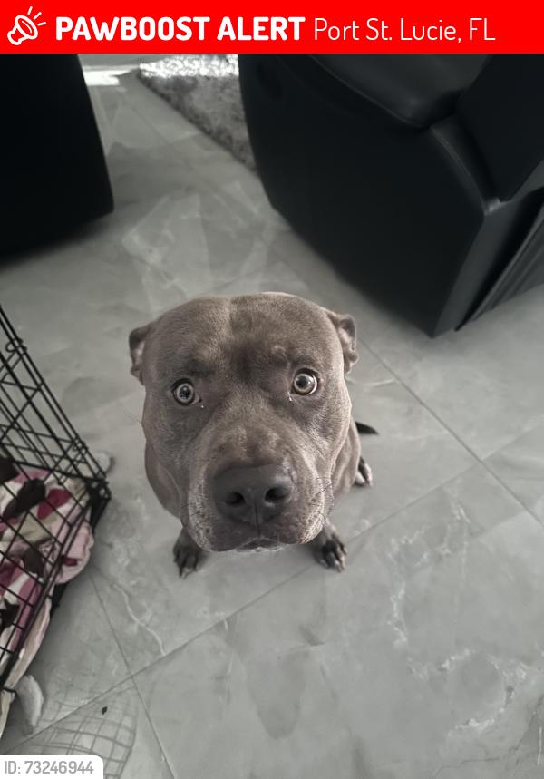 Lost Male Dog last seen Cromey street Port Saint Lucie Florida 34986, Port St. Lucie, FL 34986