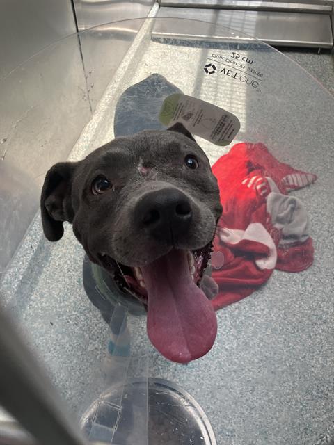 Shelter Stray Female Dog last seen Near BLOCK E OCEAN BLVD, LB CA 90803, 7700 E Spring St, Long Beach, CA 90815, USA