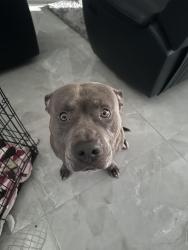 Lost Male Dog last seen Cromey street Port Saint Lucie Florida 34986, Port St. Lucie, FL 34986