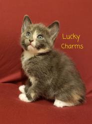 Shelter Stray Female Cat last seen 47TH AVE/ MARTIN LUTHER KING JR BLVD, 95823, 3839 Bradshaw Rd, Sacramento, CA 95827, USA