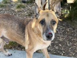 Shelter Stray Male Dog last seen , 1850 W 60th St, Los Angeles, CA 90047, USA