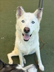 Shelter Stray Female Dog last seen , 11361 W Pico Blvd, Los Angeles, CA 90064, USA