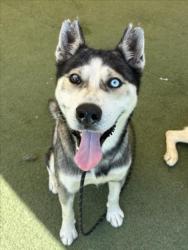 Shelter Stray Male Dog last seen , 11361 W Pico Blvd, Los Angeles, CA 90064, USA