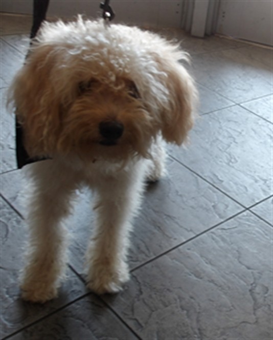 Shelter Stray Male Dog last seen , 11361 W Pico Blvd, Los Angeles, CA 90064, USA