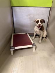 Shelter Stray Female Dog last seen Near BLOCK BELSHAW ST, MOJAVE CA 93501, 3951 Fruitvale Ave, Bakersfield, CA 93308, USA