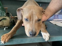 Shelter Stray Male Dog last seen , 14409 Vanowen St, Van Nuys, CA 91405, USA