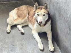 Shelter Stray Female Dog last seen , 14409 Vanowen St, Van Nuys, CA 91405, USA