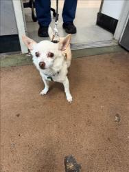 Shelter Stray Male Dog last seen , 14409 Vanowen St, Van Nuys, CA 91405, USA