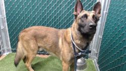 Shelter Stray Male Dog last seen , 11258 Garfield Ave, Downey, CA 90242, USA