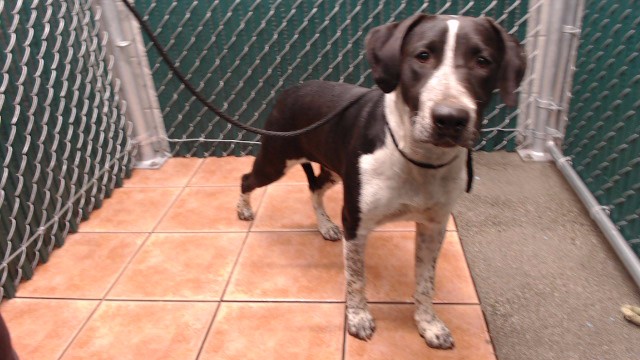 Shelter Stray Female Dog last seen , 11258 Garfield Ave, Downey, CA 90242, USA
