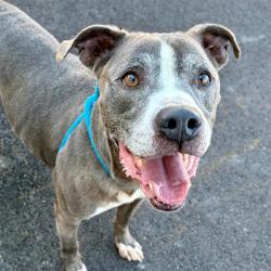 Shelter Stray Female Dog last seen Near, 2600 S Harding St, Indianapolis, IN 46221, USA
