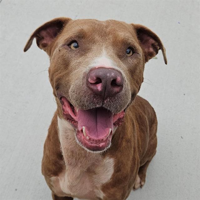 Shelter Stray Male Dog last seen LAWRENCE, 2600 S Harding St, Indianapolis, IN 46221, USA