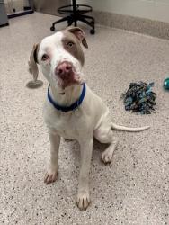 Shelter Stray Male Dog last seen WESTCHESTER DR AND HEATHER PL, 12155 Park Blvd, Brighton, CO 80601, USA