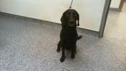 Shelter Stray Male Dog last seen CHARLOTTE, 8315 Byrum Dr, Charlotte, NC 28217, USA
