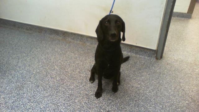 Shelter Stray Male Dog last seen CHARLOTTE, 8315 Byrum Dr, Charlotte, NC 28217, USA