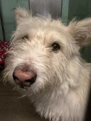 Shelter Stray Male Dog last seen , West Valley Animal Shelter, 20655 Plummer St, Chatsworth, CA 91311, USA