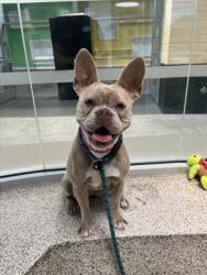Shelter Stray Female Dog last seen , 3201 Lacy St, Los Angeles, CA 90031, USA