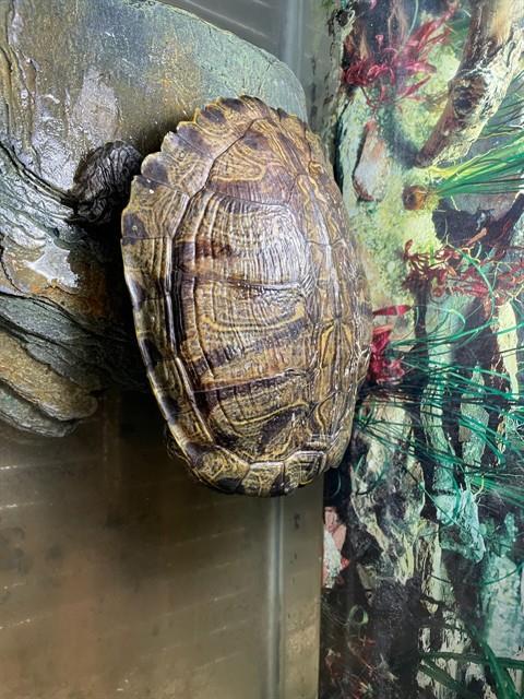 Shelter Stray Unknown Other last seen CLAY X POWELL, 1419 Bryant St, San Francisco, CA 94103, USA
