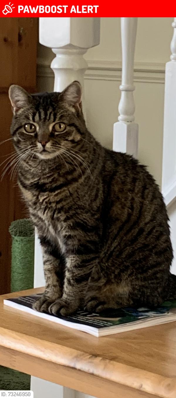 Lost Female Cat last seen Bullen Walk/Ketleys, Galleys, Essex, England CM2 8YF