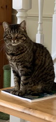 Lost Female Cat last seen Bullen Walk/Ketleys, Galleys, Essex, England CM2 8YF