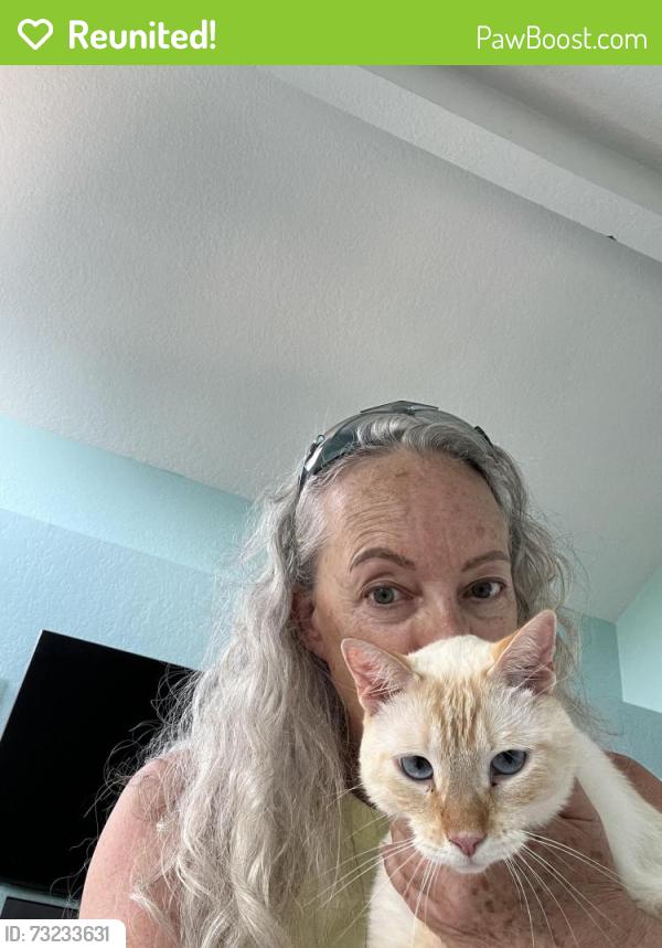 Reunited Male Cat last seen 82nd and Berger, Los Angeles, CA 90293