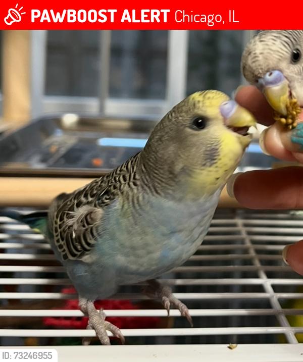 Lost Male Bird last seen Fairfield and Lincoln, near Dunkin Donuts, Chicago, IL 60659