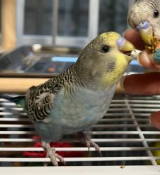 Lost Male Bird last seen Fairfield and Lincoln, near Dunkin Donuts, Chicago, IL 60659