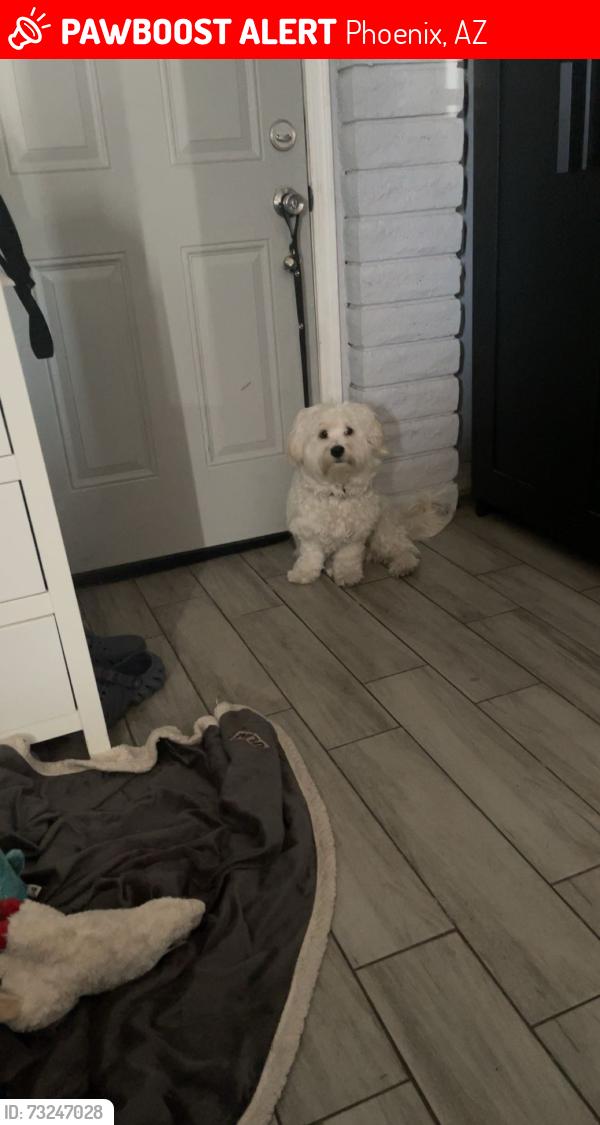 Lost Male Dog last seen McKinley st. Phoenix, Phoenix, AZ 85043