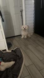 Lost Male Dog last seen McKinley st. Phoenix, Phoenix, AZ 85043