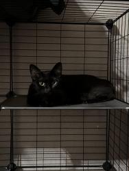 Reunited Female Cat last seen Near 4th st, San Bernardino, CA 92410