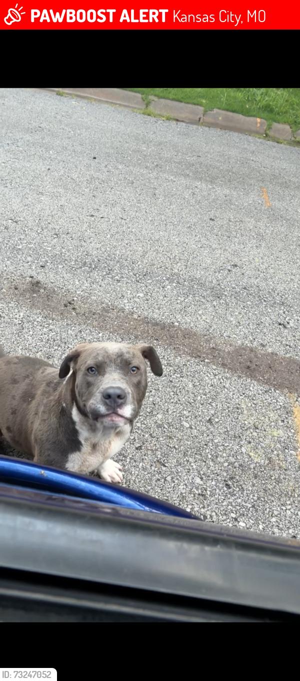 Lost Male Dog last seen Eastwood Hills, Kansas City, MO 64129