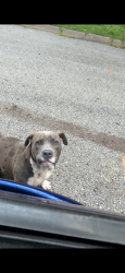Lost Male Dog last seen Eastwood Hills, Kansas City, MO 64129
