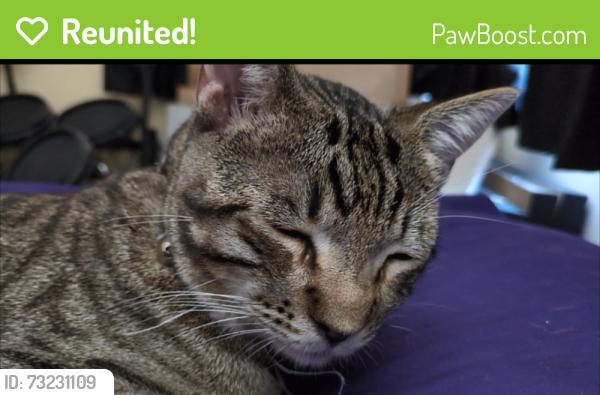 Reunited Male Cat last seen Concourse Ave and Plaza Libre S, Montebello, CA 90640
