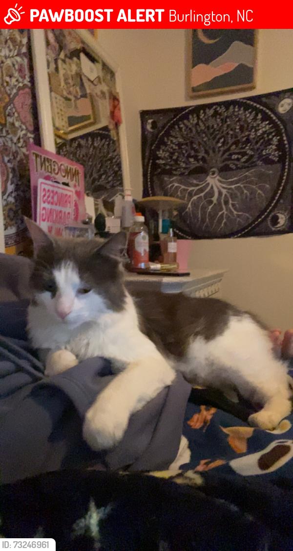 Lost Male Cat last seen Harden Street, Burlington, NC 27215