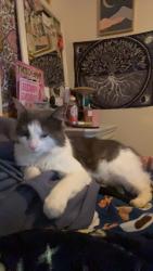 Lost Male Cat last seen Harden Street, Burlington, NC 27215