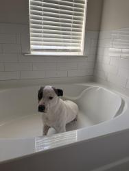 Lost Male Dog last seen w athens ST, Winder, GA 30680