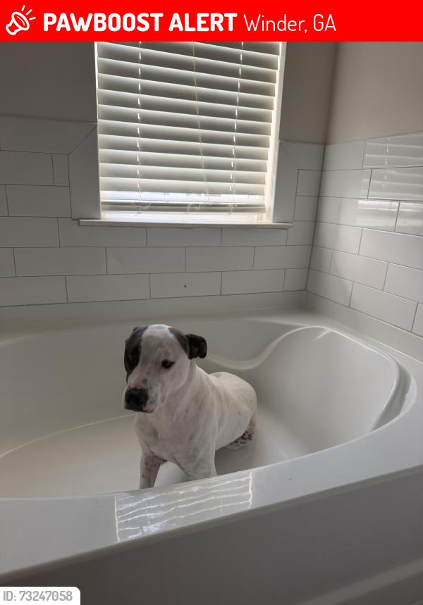 Lost Male Dog last seen w athens ST, Winder, GA 30680