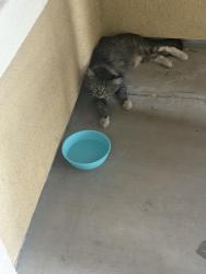 Found/Stray Unknown Cat last seen 24th St and Highland, Phoenix, AZ 85016
