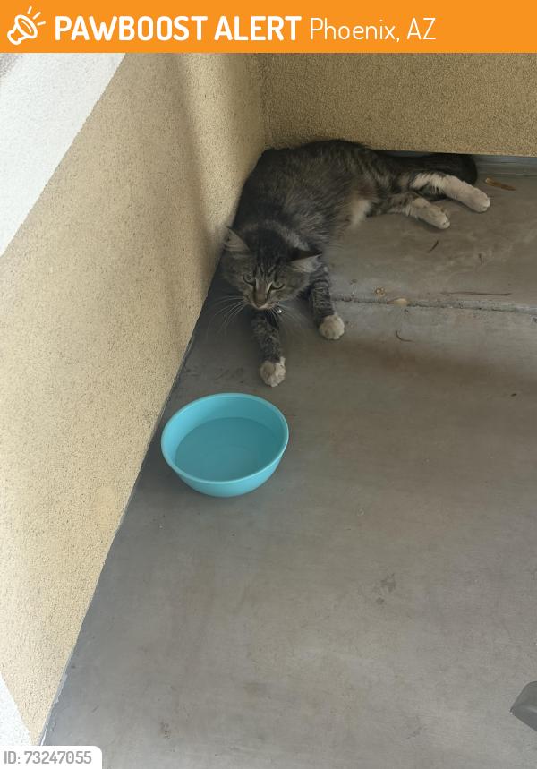 Found/Stray Unknown Cat last seen 24th St and Highland, Phoenix, AZ 85016