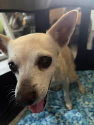 Reunited Male Dog last seen Grand blvd & Grace Manor, Lakeland, FL 33812
