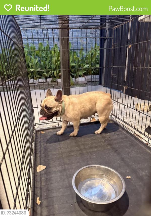 Reunited Female Dog last seen Glengarry Dr, Garland, TX 75043