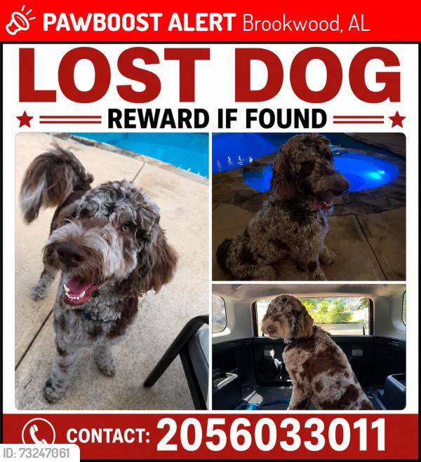 Lost Male Dog last seen Near Prudes Creek Road, Brookwood, AL 35444