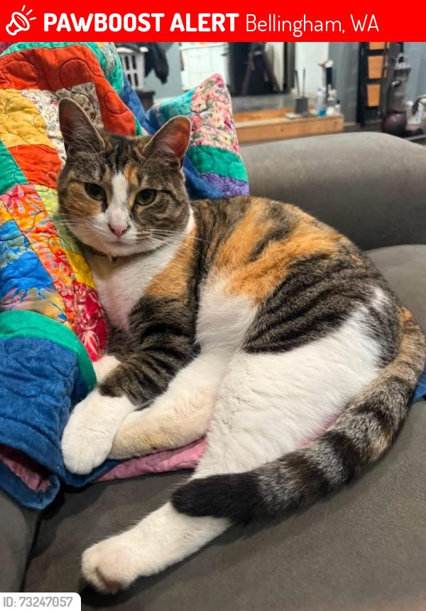 Lost Female Cat last seen Near the intersection of East Hemmi, Mission and Fazon, Bellingham, WA 98226