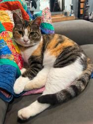 Lost Female Cat last seen Near the intersection of East Hemmi, Mission and Fazon, Bellingham, WA 98226